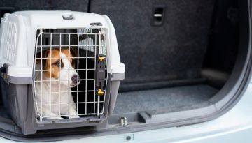 Hundebox