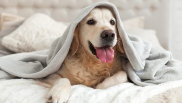 Hundedecke