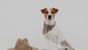 Hundehalstuch