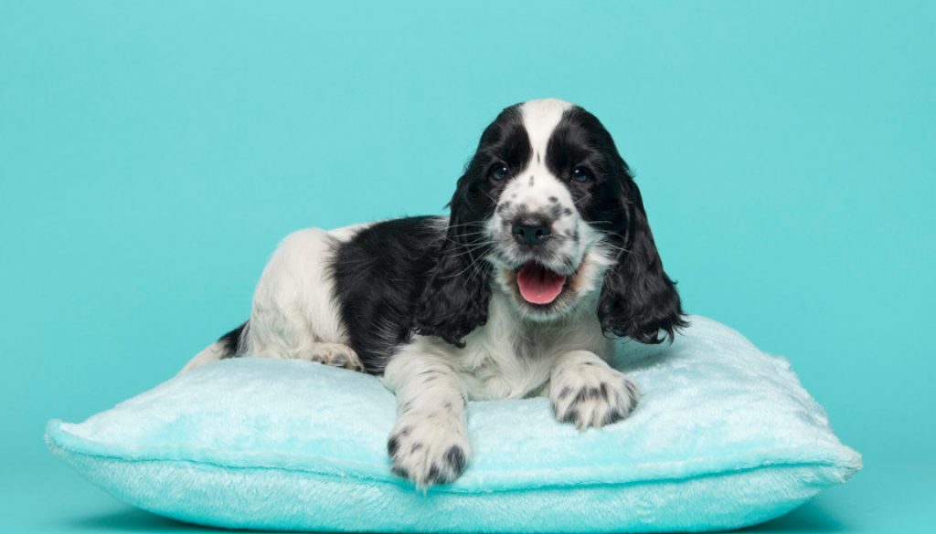 Hundekissen