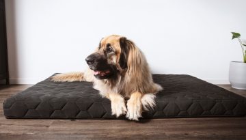 Hundematratze