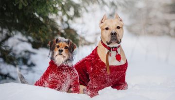 Hundepullover