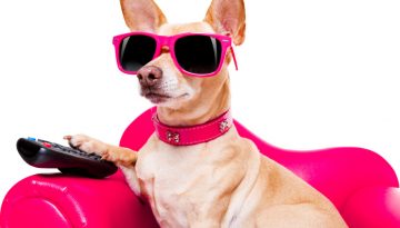Hundesofa