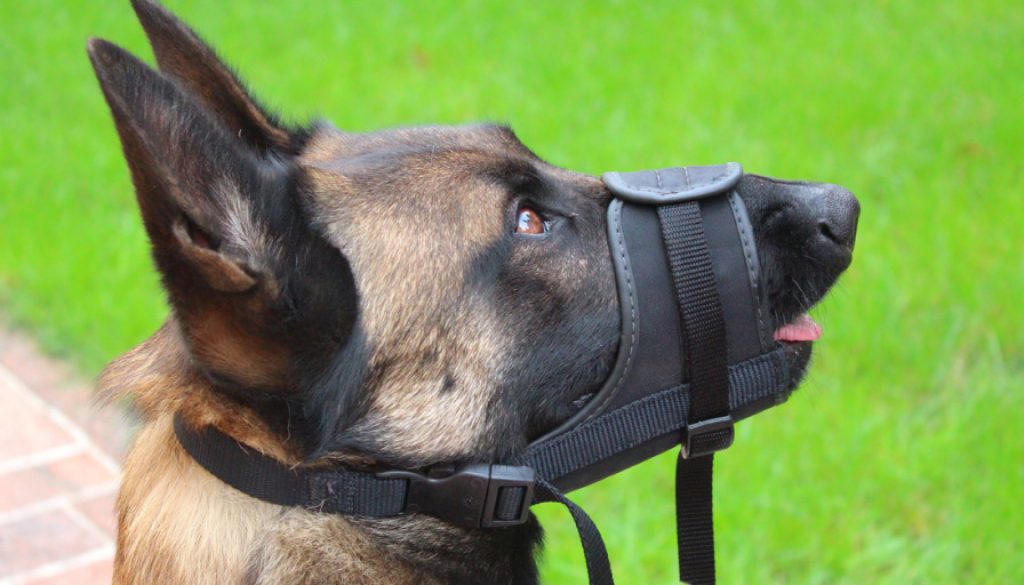 Maulkorb für Hunde