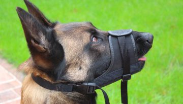 Maulkorb für Hunde