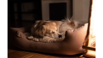 Hundebett