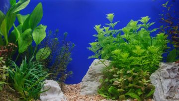Aquarium Pflanzen