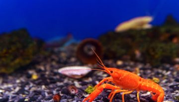 Garnelen Aquarium
