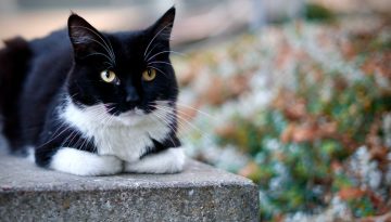 Felix Katzenfutter