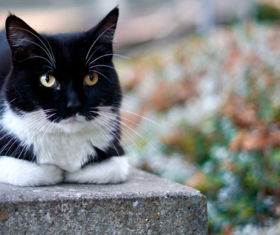 Felix Katzenfutter