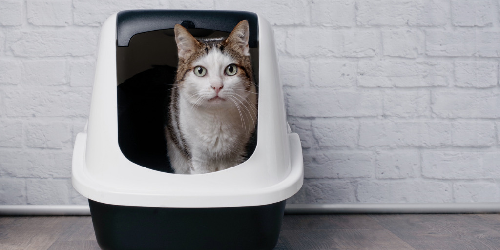 Katzenklo