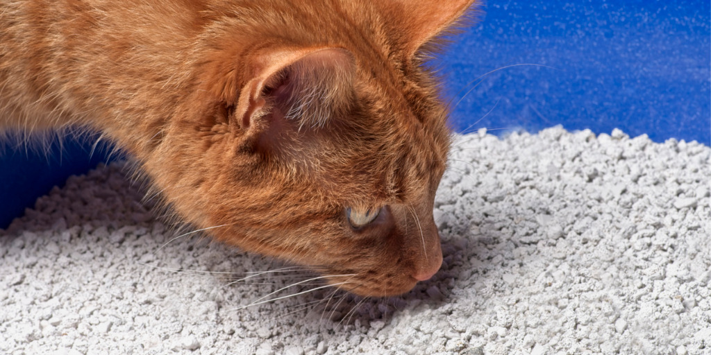 Katzenstreu mit Babypuderduft